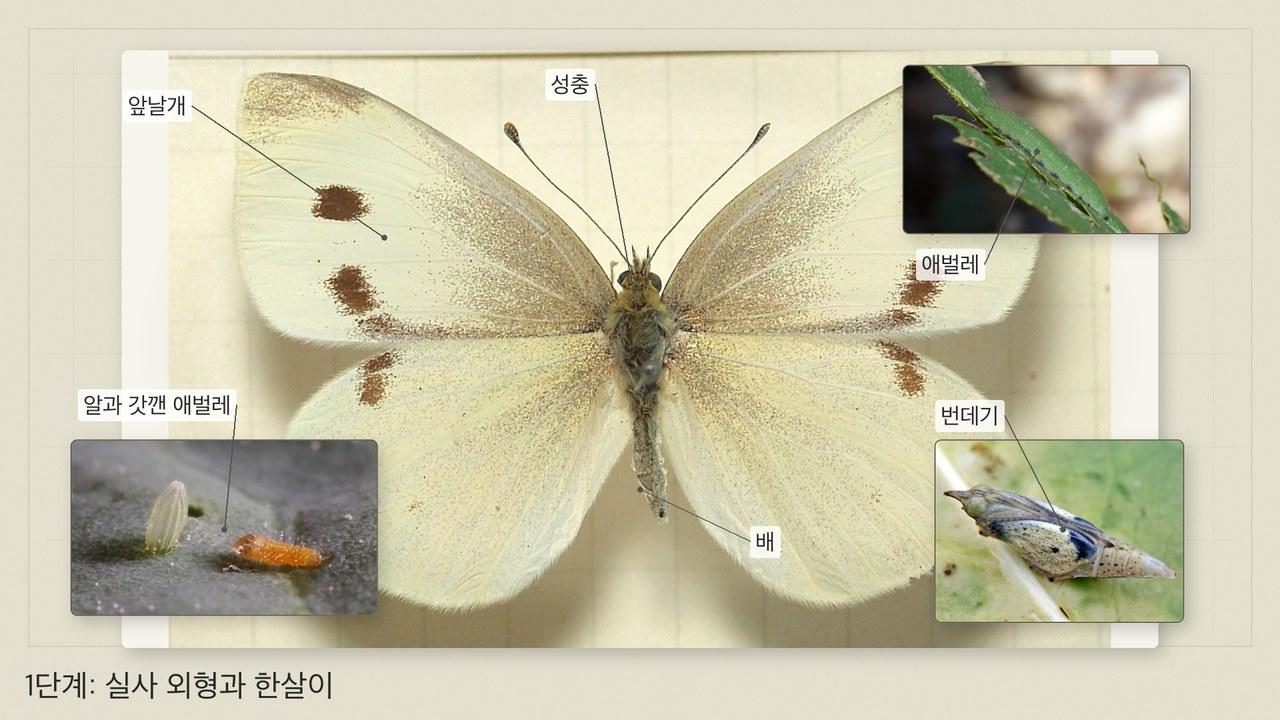 가상 배추흰나비 해부