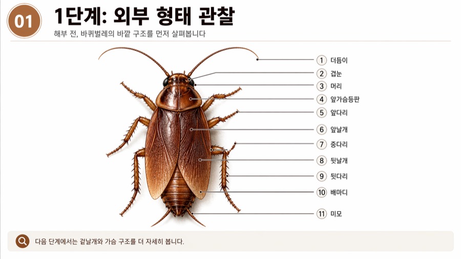 가상 바퀴벌레 해부