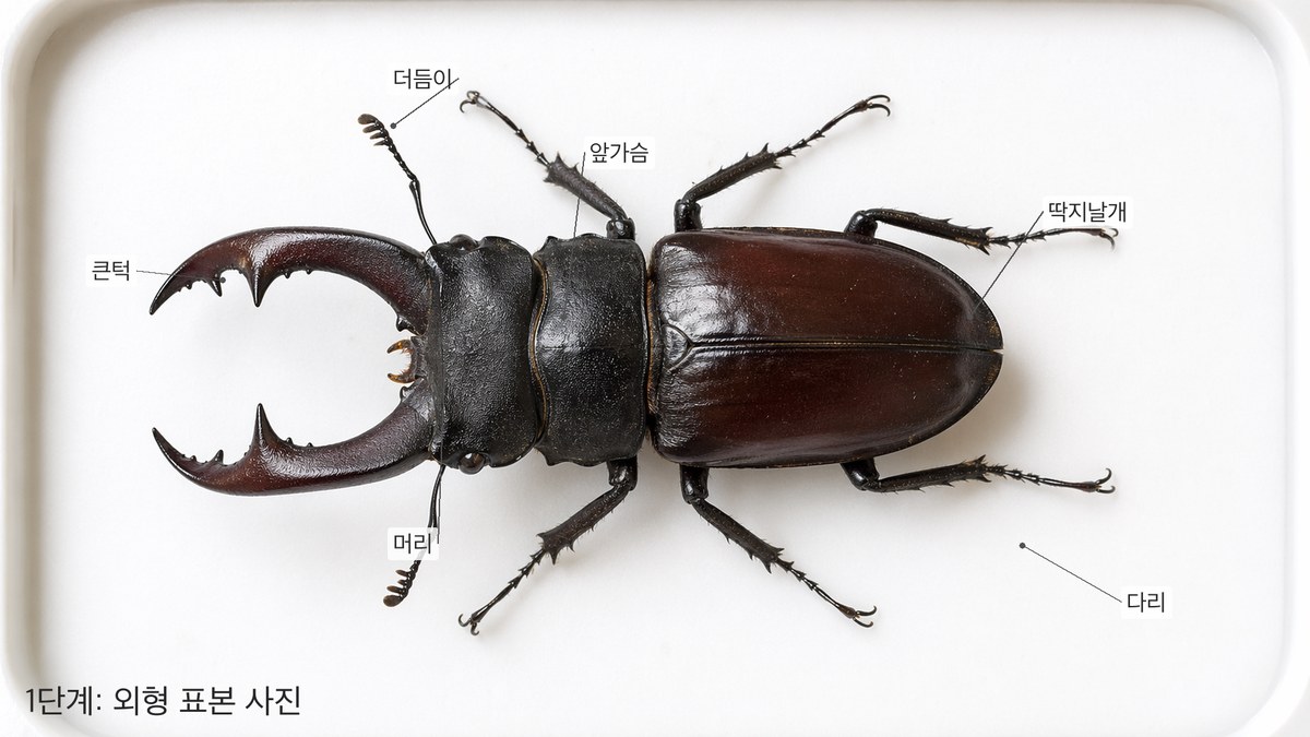 가상 사슴벌레 해부